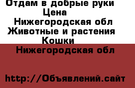 Отдам в добрые руки. › Цена ­ 1 - Нижегородская обл. Животные и растения » Кошки   . Нижегородская обл.